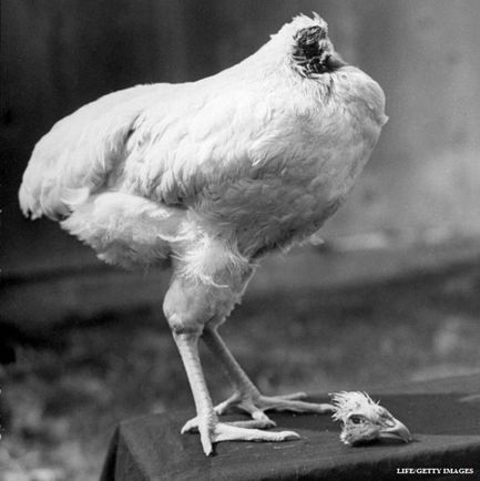 داستان مرغ سرکنده‌ای که ۱۸ ماه زنده ماند(+عکس)