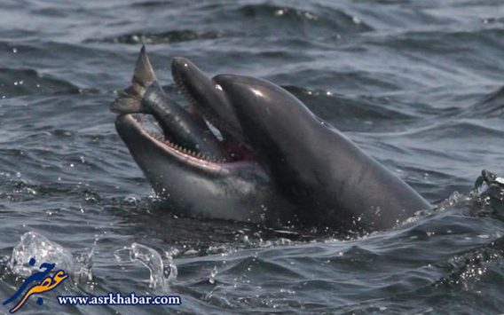 شکار ماهی توسط دلفین (عکس)