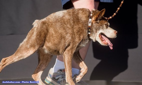 تصاویر مسابقه زشت ترین سگ جهان