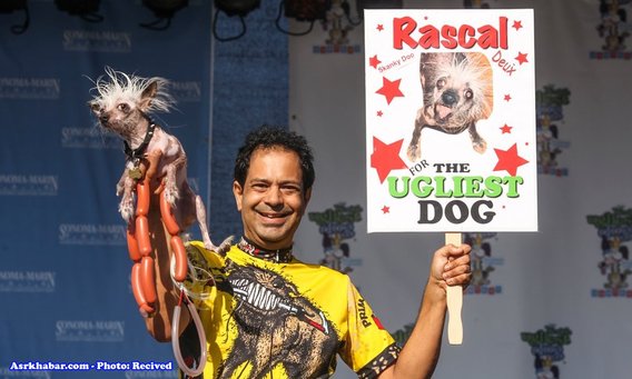 تصاویر مسابقه زشت ترین سگ جهان