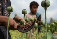 وضعیت فروش تریاک در افغانستان
