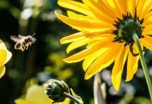 زنبورها جهان را رنگ‌آمیزی کرده‌اند، اما چگونه؟