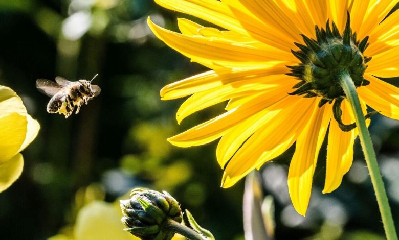 زنبورها جهان را رنگ‌آمیزی کرده‌اند، اما چگونه؟