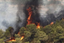 بخشی از جنگل نوشهر آتش گرفت