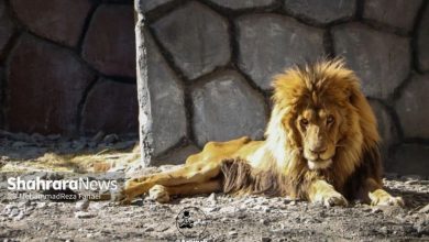 عکس | آخرین تصویر غم‌انگیر ریشا؛ شیر نر باغ وحش مشهد تلف شد