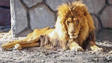 «ریشا» شیر نر باغ وحش مشهد تلف شد
