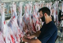 تورم سالانه تولید گوشت از مرز ۱۰۰ درصد عبور کرد