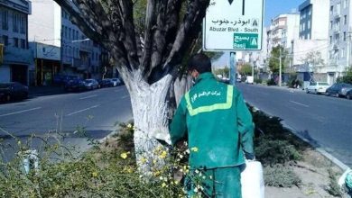هشدار به تهرانی‌ها؛ به این درختان دست نزنید
