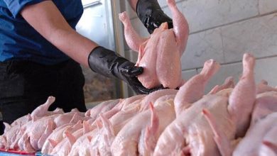 منتظر گران شدن قیمت مرغ باشیم/ چرا باید اجازه داده شود که کالای استراتژیک صادر شود؟