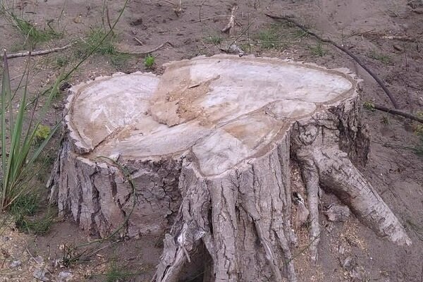 ورود دادستانی تهران به موضوع خشک شدن درختان چیتگر