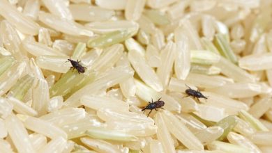 ۳ روش تضمینی برای از بین بردن حشره برنج