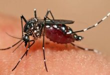 هشدار وزارت بهداشت: اگر دستگاه‌ها کوتاهی کنند «پشه آئدس» همه‌گیر می‌شود / حتی بیماری مالاریا که در حال ریشه کنی بود و بیماری جذام که ریشه کن شده بود نیز ممکن است دوباره بیدار شوند