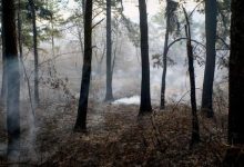 مهار آتش سوزی در منابع طبیعی جاده کرج - چالوس