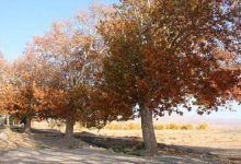 گستره ایران به احتمال ۵۰ تا ۷۰ درصد در پاییز خشکسالی را تجربه می‌کنند