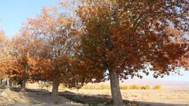 گستره ایران به احتمال ۵۰ تا ۷۰ درصد در پاییز خشکسالی را تجربه می‌کنند