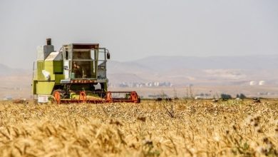 رئیس سازمان برنامه: مطالبات گندم‌کاران تا فردا تسویه می‌شود