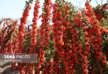 ایران‌ رتبه اول دنیا را در تولید زرشک ‌دارد