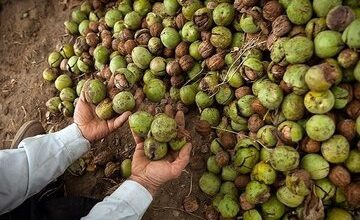 حفاظت از مغز با مصرف این مواد غذایی