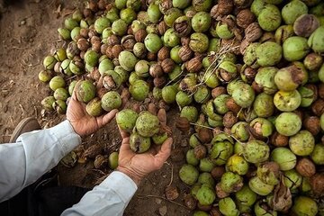 حفاظت از مغز با مصرف این مواد غذایی