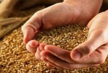خبر مهم برای گندم‌کاران/ قیمت جدید گندم مشخص شد؟