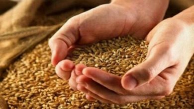 خبر مهم برای گندم‌کاران/ قیمت جدید گندم مشخص شد؟