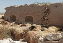 قیمت جدید دام زنده اعلام شد/ گوسفند و گوساله چقدر قیمت خورد + جدول