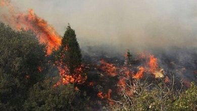 آتش‌سوزی گسترده در جنگل گلستان