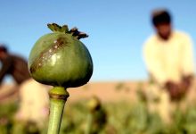 ۳ کیلو تریاک در کیسه برنج کشف شد/ توزیع کننده مواد یک زن بود