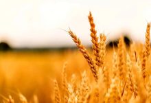 خبر جدید درباره پرداخت مطالبات گندمکاران/ این خبر را گندمکاران بخوانند