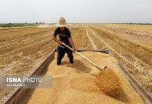 مطالبات گندم‌کاران در مسیر تسویه؛ وعده دولت برای پرداخت کامل تا ۱۰ روز آینده