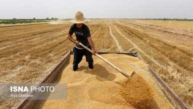 مطالبات گندم‌کاران در مسیر تسویه؛ وعده دولت برای پرداخت کامل تا ۱۰ روز آینده