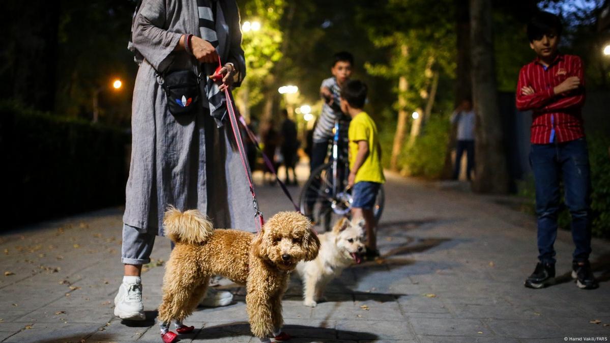 دادستان مرکز استان: سگگردانی در مازندران ممنوع است / اصناف و اتحادیهها باید از پذیرش اشخاصی که سگ به همراه دارند ممانعت کنند در غیر این صورت برخورد قانونی میشود