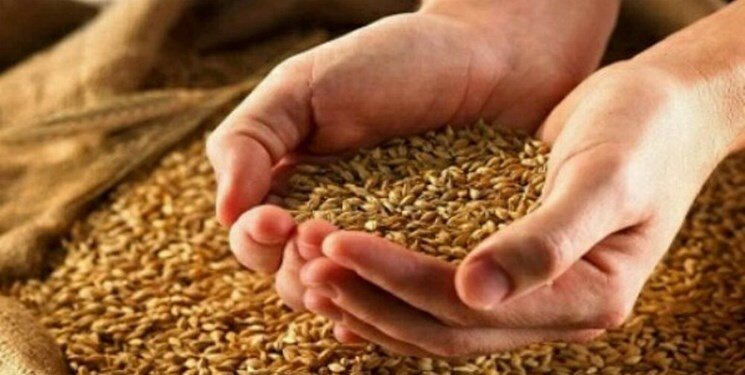 خبر مهم درباره قیمت جدید گندم/ گندمکاران حتما بخوانند