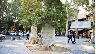 تصاویری از ریشه‌کن شدن چنارهای ولیعصر