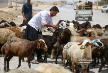 قیمت جدید دام‌زنده ۱۲ مردادماه ۱۴۰۴ اعلام شد/ گوسفند و گوساله گران شد + جدول