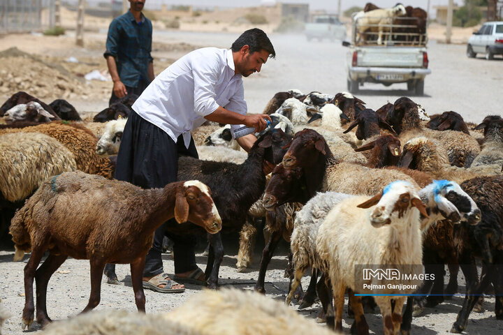 قیمت جدید دامزنده ۱۲ مردادماه ۱۴۰۴ اعلام شد/ گوسفند و گوساله گران شد + جدول