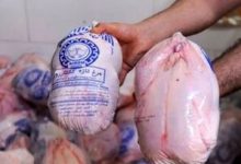 مرغ منجمد در صف ورود به بازار