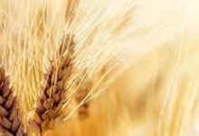 قیمت واقعی گندم اعلام شد/ عسکری: قیمت گندم نباید کمتر از این عدد باشد