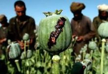 آزاد شدن کشت «خشخاش»/ دبیرکل ستاد مبارزه با موادمخدر واکنش نشان داد