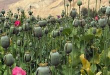 مجازات کشت غیرقانونی خشخاش چیست؟/ شرایط کاشت قانونی خشخاش در کشور اعلام شد