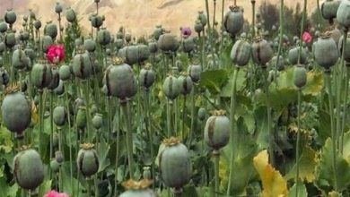 مجازات کشت غیرقانونی خشخاش چیست؟/ شرایط کاشت قانونی خشخاش در کشور اعلام شد
