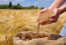 پیشنهاد گندم ۳۲ هزار تومانی رای نیاورد