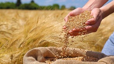 پیشنهاد گندم ۳۲ هزار تومانی رای نیاورد