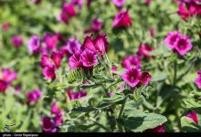 مصرف این گل سبب کاهش استرس و اضطراب می‌شود