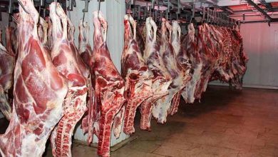 توزیع گوشت وارداتی با قیمت زیر ۷۰۰ هزار تومان از هفته آینده