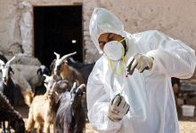 سازمان دامپزشکی: بیش از ۵ میلیون و ۳۰۰ هزار دز واکسن تب برفکی وارد شد