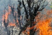 ۹۵ درصد از آتش سوزی‌های مناطق بحرانی فارس عمدی هستند