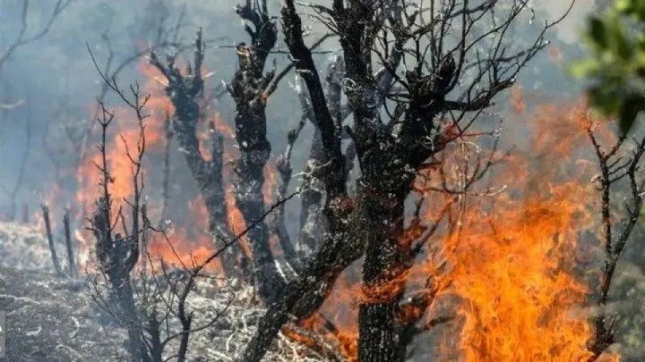 ۹۵ درصد از آتش سوزی‌های مناطق بحرانی فارس عمدی هستند