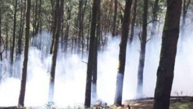 منابع طبیعی: حریق دو هکتاری در جنگل های آستارا مهار شد