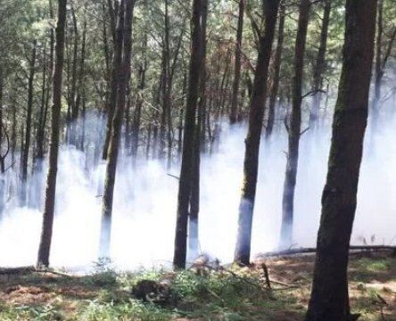 منابع طبیعی: حریق دو هکتاری در جنگل های آستارا مهار شد